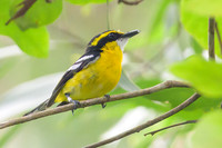 Yellow-breasted Boatbill