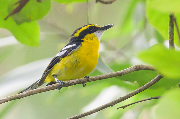 Yellow-breasted Boatbill
