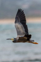 White-faced Heron