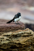 Willie Wagtail