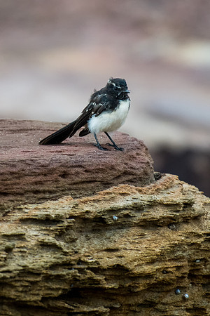 Willie Wagtail