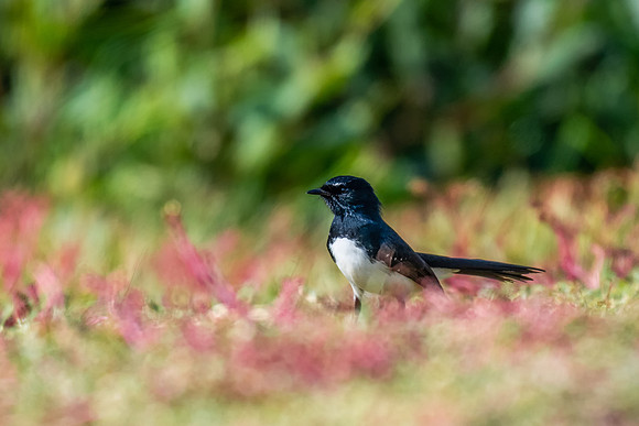 Willie Wagtail