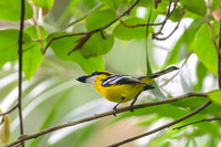 Yellow-breasted Boatbill