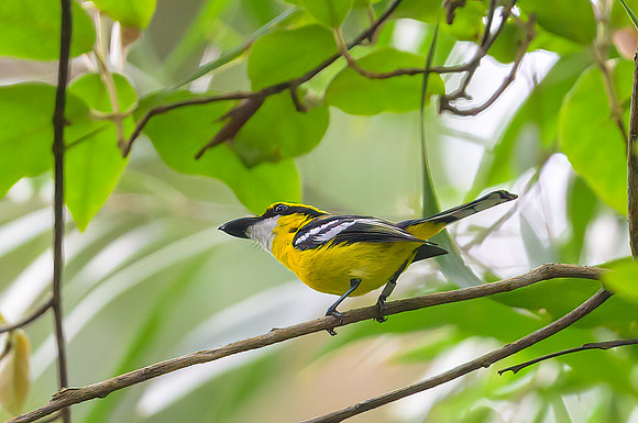 Yellow-breasted Boatbill