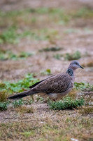 Spotted Dove