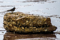 Welcome Swallow