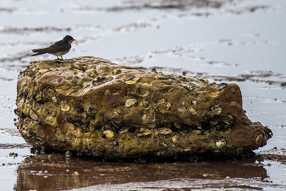 Welcome Swallow