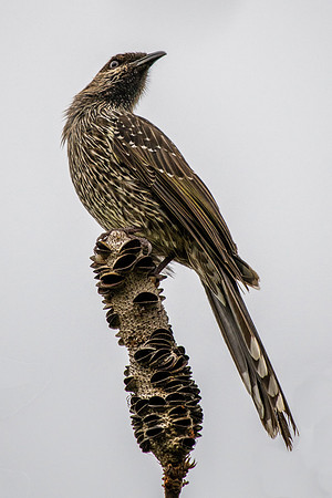 Little Wattlebird