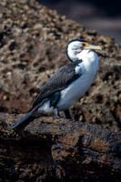 Pied Cormorant