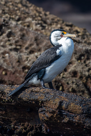 Pied Cormorant