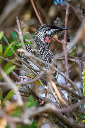 Red Wattlebird