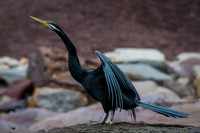 Australasian Darter