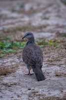 Spotted Dove