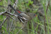 Beautiful Firetail