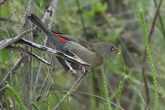 Beautiful Firetail