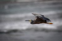 White-faced Heron