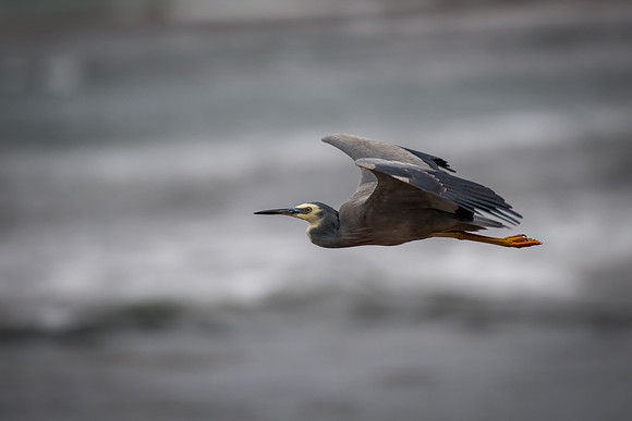 White-faced Heron