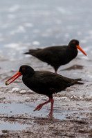 Sooty Oystercatcher