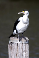 Pied Cormorant