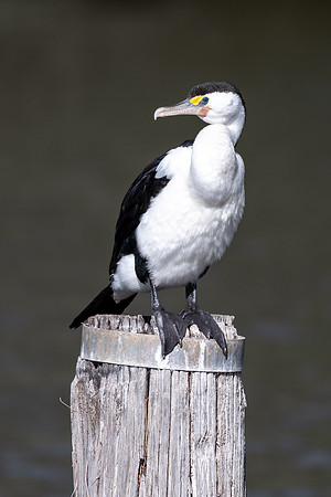 Pied Cormorant