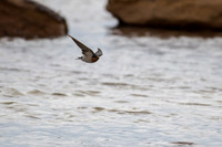 Welcome Swallow