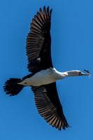 Pied Cormorant