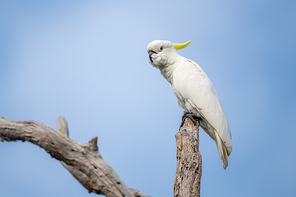 Sulphur-crested Cockatoo