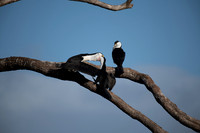 Pied Cormorant