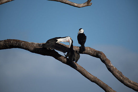 Pied Cormorant