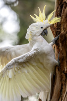 Sulphur-crested Cockatoo