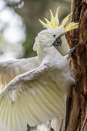 Sulphur-crested Cockatoo
