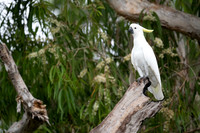 Sulphur-crested Cockatoo