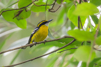 Yellow-breasted Boatbill