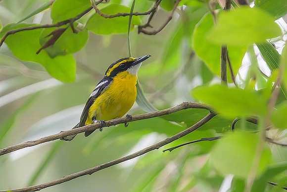 Yellow-breasted Boatbill