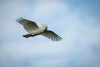 Sulfur-crested Cockatoo