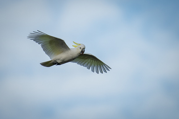 Sulfur-crested Cockatoo