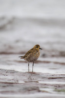 Pacific Golden-plover