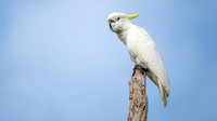Sulphur-crested Cockatoo