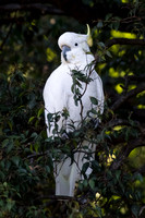 Sulphur-crested Cockatoo