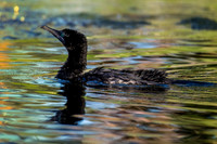 Little Black Cormorant