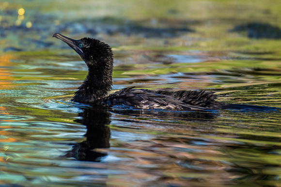 Little Black Cormorant