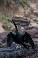 Australasian Darter