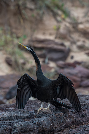 Australasian Darter