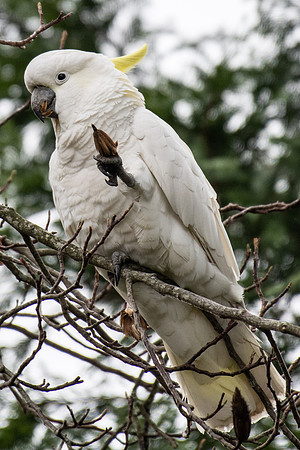 Sulfur-crested Cockatoo