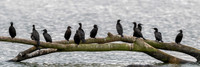 Little Black Cormorant