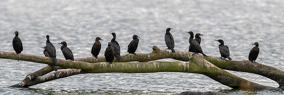 Little Black Cormorant