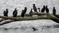 Little Black Cormorant