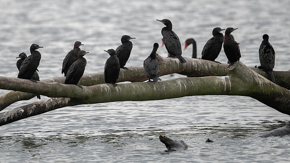 Little Black Cormorant