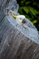 Sulphur-crested Cockatoo
