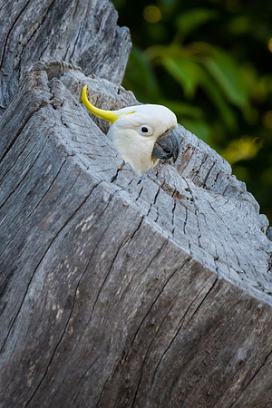 Sulphur-crested Cockatoo